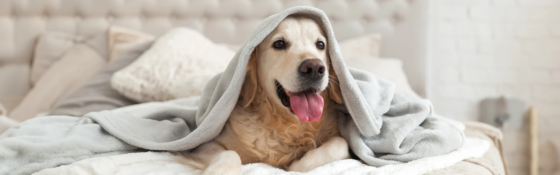 Spray anti-tique pour chiens, idéal pour éliminer les tiques, notamment aux oreilles