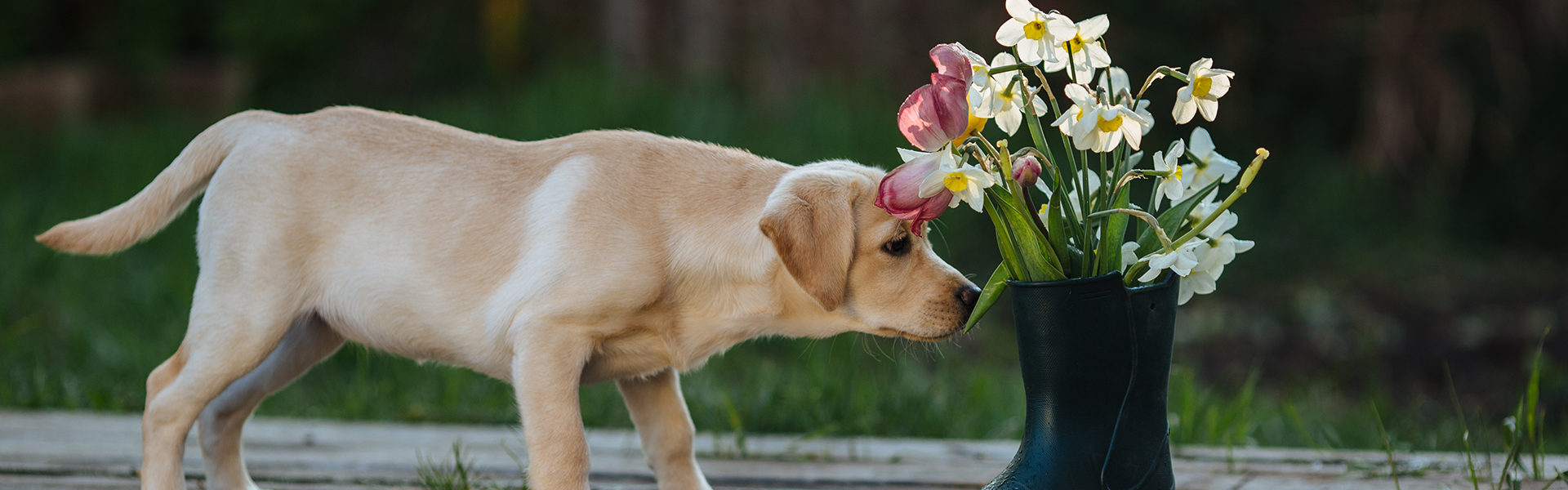 Maladies communes chez les chiens et chats en automne et leurs symptômes.