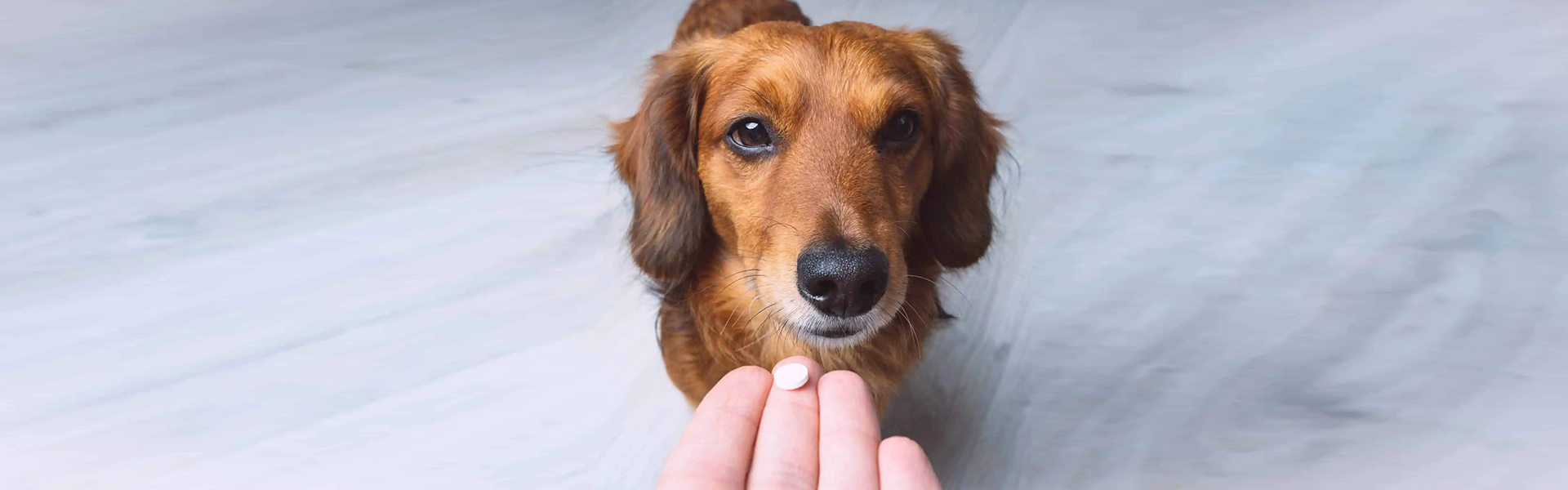 Fournir des multivitamines au chien permet de prévenir certaines carences et d’améliorer sa qualité de vie sur le long terme.