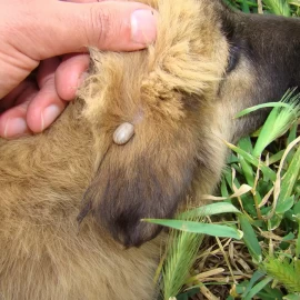 Spray anti-tique pour chiens, idéal pour éliminer les tiques, notamment aux oreilles