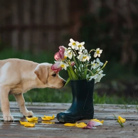 Maladies communes chez les chiens et chats en automne et leurs symptômes.