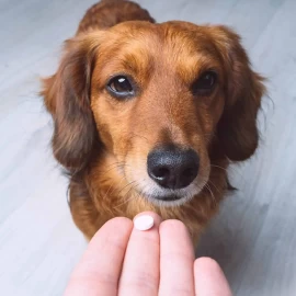 Fournir des multivitamines au chien permet de prévenir certaines carences et d’améliorer sa qualité de vie sur le long terme.