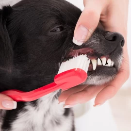 Les chiens aussi ont besoin d’avoir une bonne hygiène bucco-dentaire