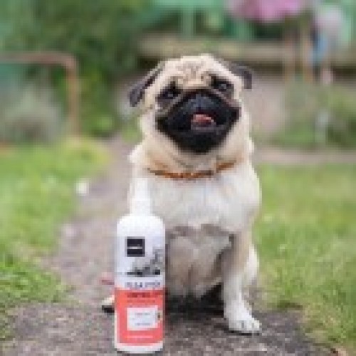 Spray Anti Puce Anti Tique Chien et Chat 500ml - Anti Moustique, Poux-  Spray Anti Puce Maison Non Tachant avec l'arbre à Thé, Clou De Girofle,  Menthe Poivrée Chatons & Chiots Toutes