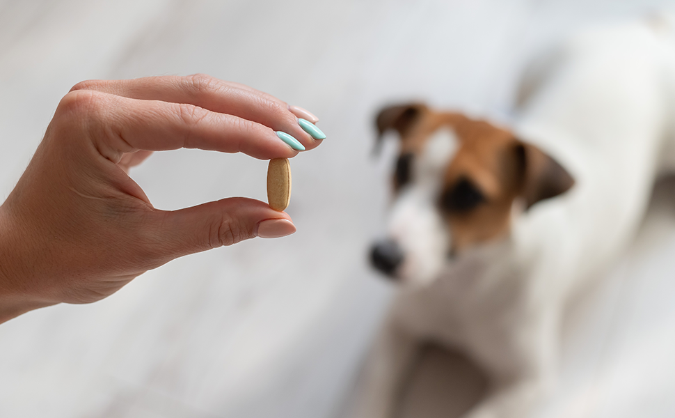 Un chien en bonne santé est celui qui reçoit un apport journalier adéquat en vitamines et minéraux essentiels.