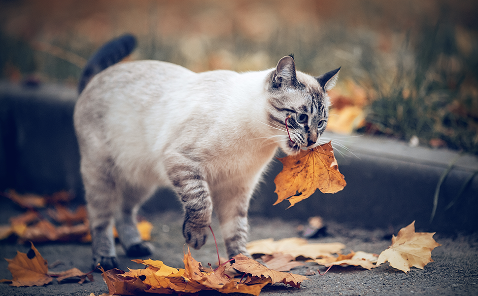 L’automne est la saison propice pour les allergies animales et les infections opportunistes